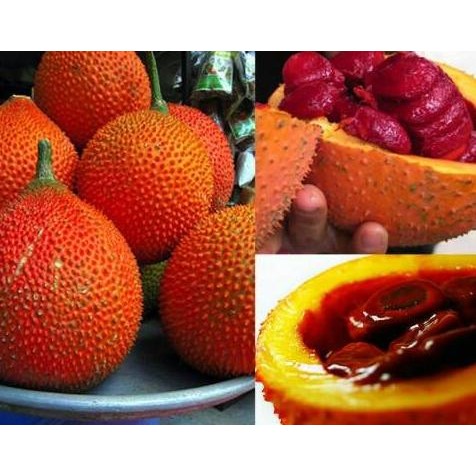 fresh  Benih / Bibit / Biji - GAC Fruit (Momordica cochinchinensis) - IMPORT murah