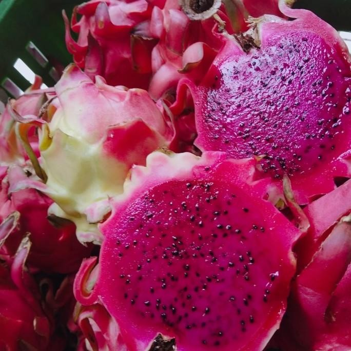 

Buah Naga Merah Segar Manis nUg