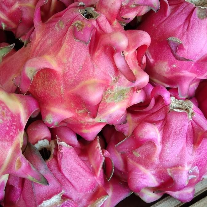 

Buah Naga Merah Segar 1kg nUg