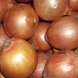 

Bawang Bombay 250gram nUg