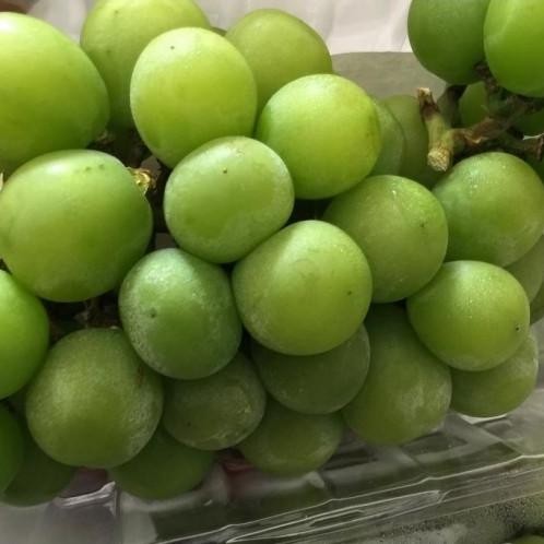 

Anggur Hijau Shine Muscat Manis | Per Kemasan nUg