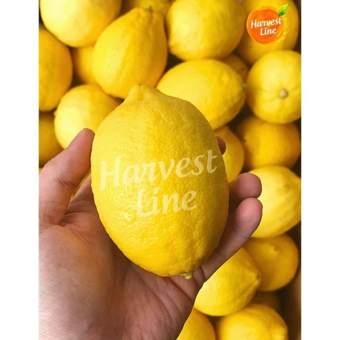 

BUAH LEMON IMPORT IMPOR CHINA PREMIUM 500gr nUg