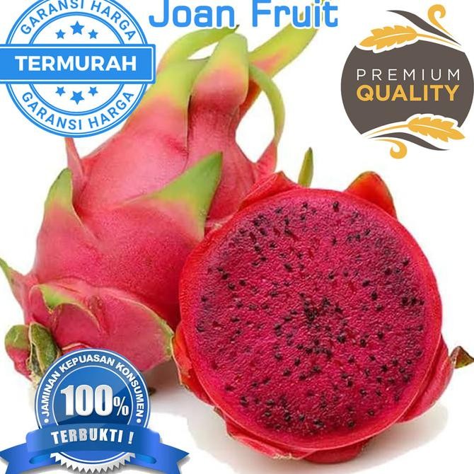 

TERMURAH 1 pcs Buah Naga Merah Jumbo Manis Red Dragon Fresh nUg