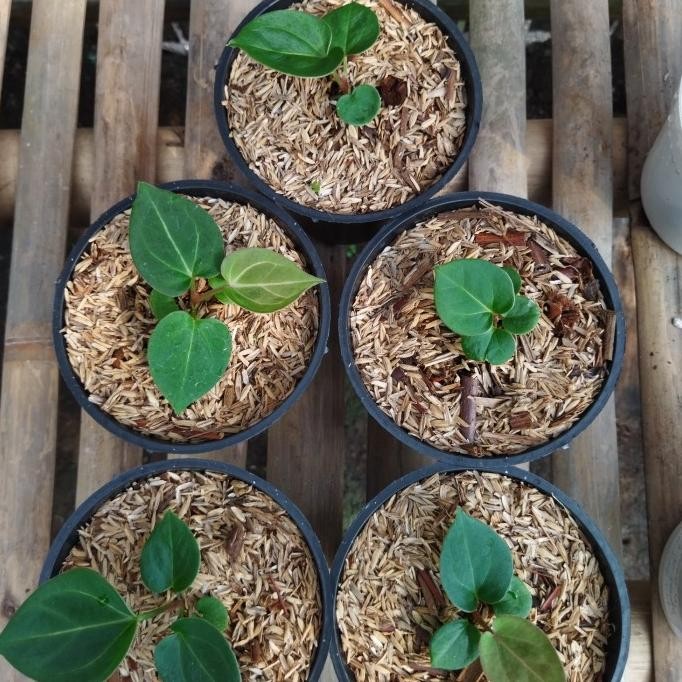 Tanaman Anthurium Kuping Gajah king Of spadesh atau HU size Bibit