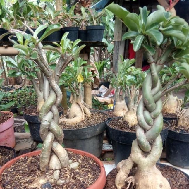 Tanaman hias bibit bonsai Adenium bonggol besar