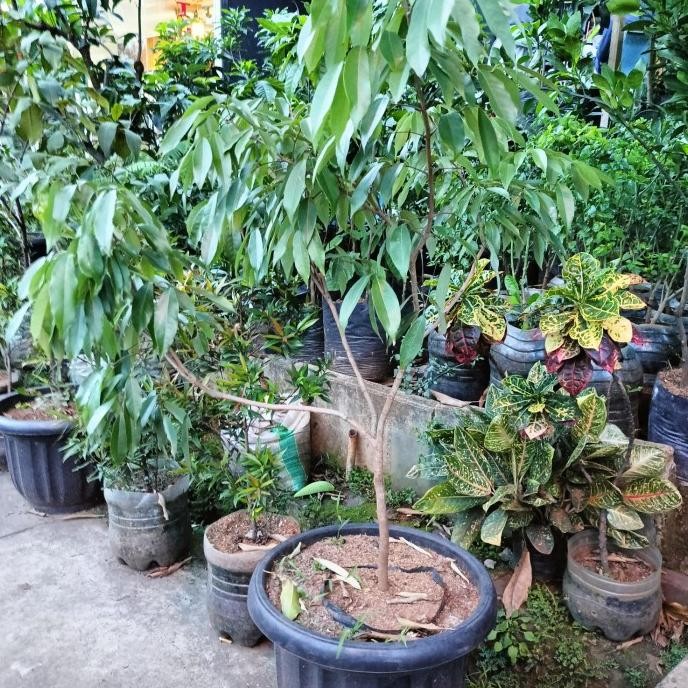Bibit buah leci pohon leci tanaman leci hasil cangkok