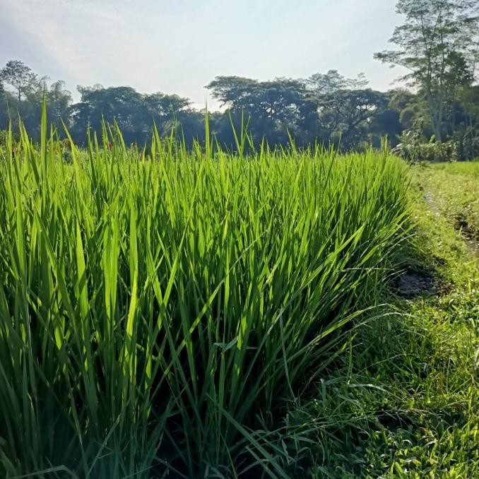 [[ RASTASTR / GABAH BIBIT PADI LOKAL KETAN HITAM 1 KG BEST SELLER