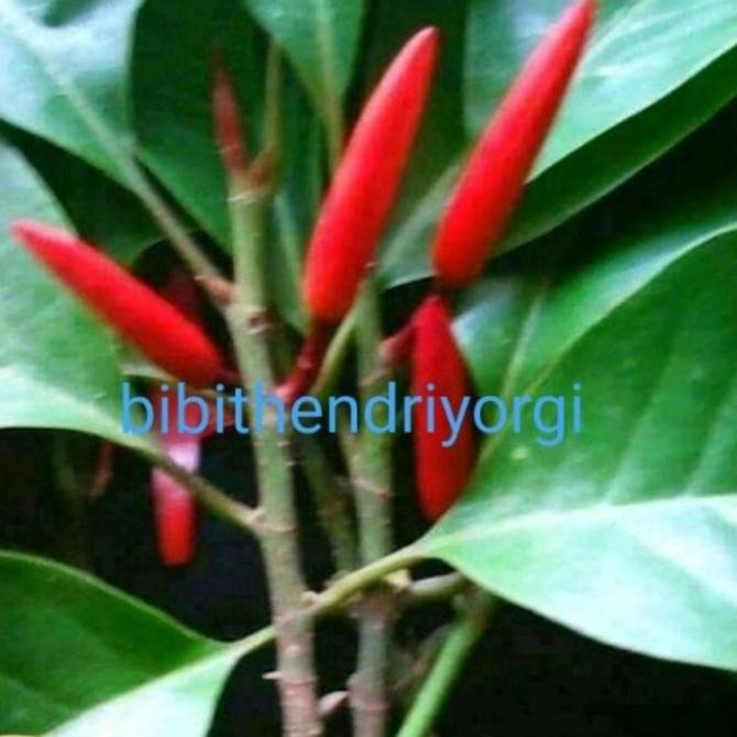Bibit Tanaman Kembang Gading/Kantil Merah Asli Olkulasi Tempel Cepat Berbunga