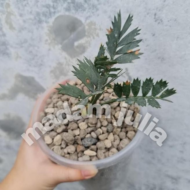 Bibit Tanaman Hias Encephalartos Horridus Monlightt454