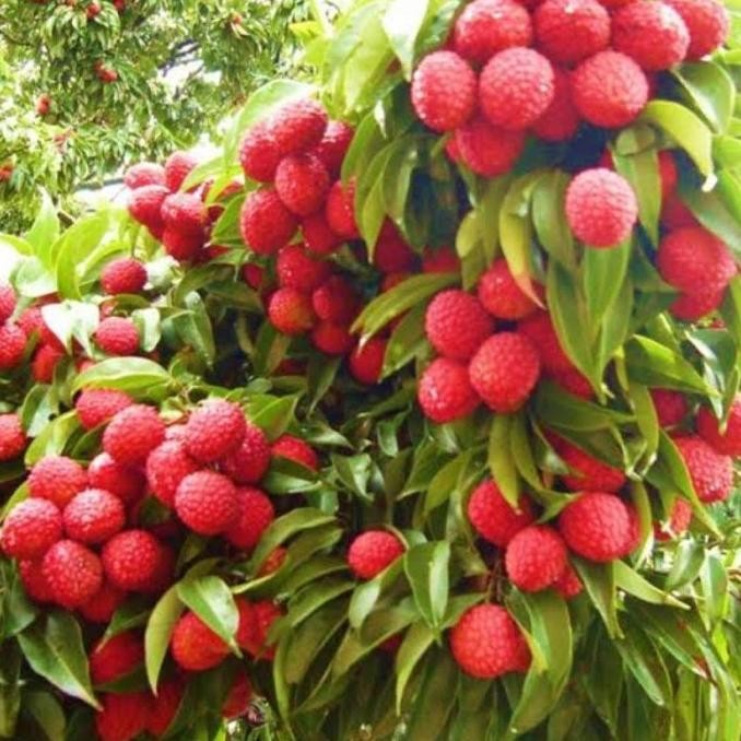bibit buah leci pohon leci tanaman leci merah