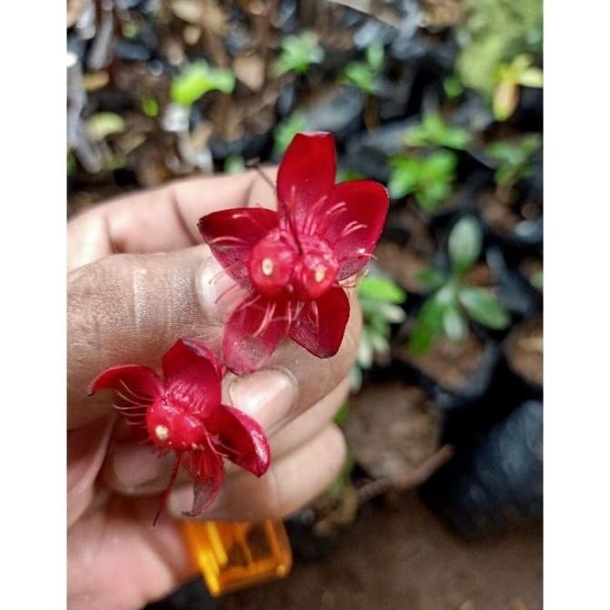 Bibit Tanaman Bunga Langka Wahyu Tumurun wesrle 5255fr