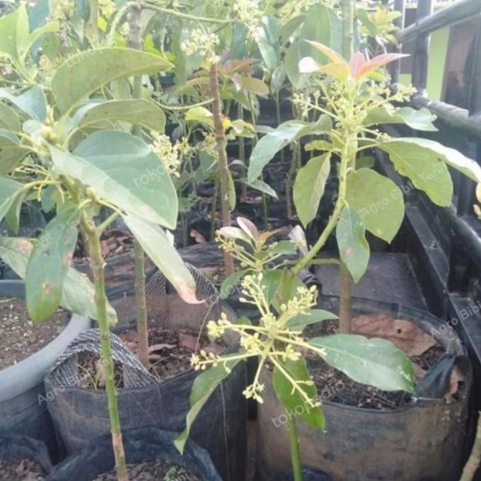 Bibit Tanaman Alpukat Berbunga-Pohon Alpukat Berbunga-Miki-Aligator