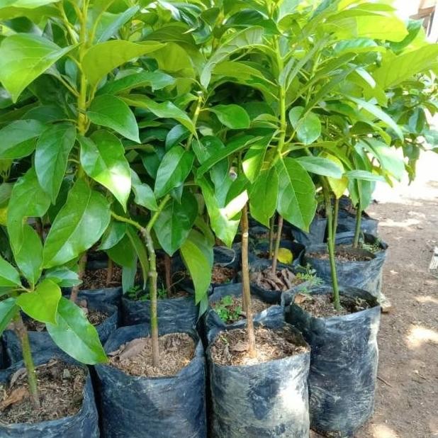 Bibit tanaman buah Alpukat Singkawang tinggi 1 meter unggul