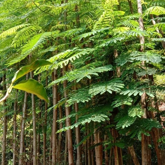 Tanaman Hias Flamboyan Merah | Pohon Pelindung Flamboyan Merah | Bibit Tanaman Flamboyan