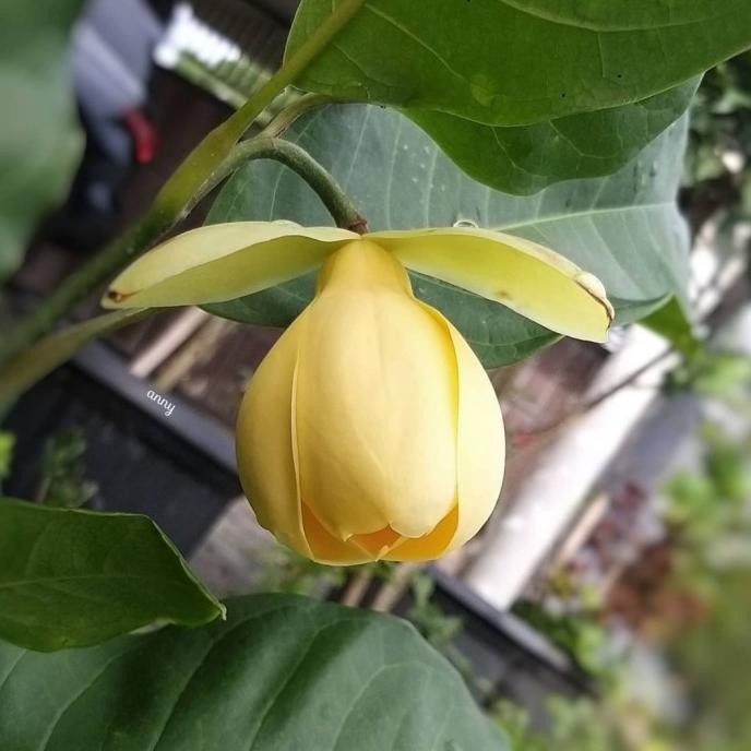 bibit tanaman cempaka gondok kuning sudah berbunga