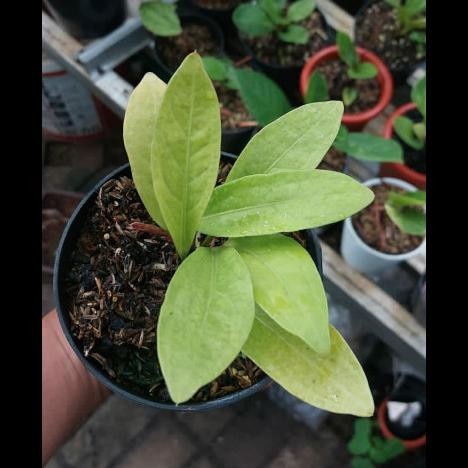 Tanaman Hias Bibit Anthurium Jemani Golden Jenmani Asli Real Pic