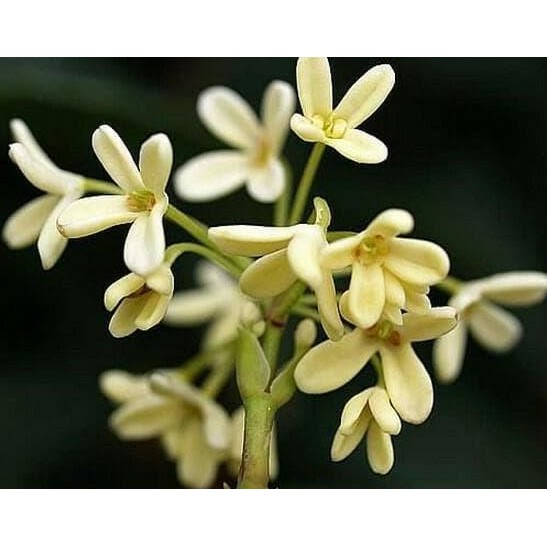Bibit Tanaman BIBIT TANAMAN SWEET OSMANTHUS