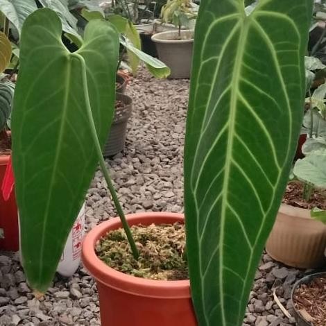 bibit warocqueanum / lidah gajah tanaman hias