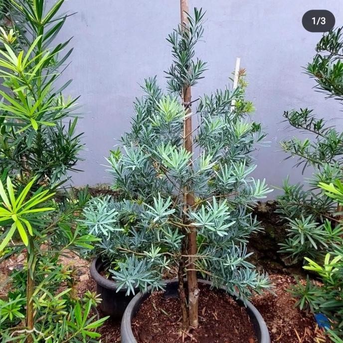 bibit tanaman lohansung blue ice silver - lohansung silver