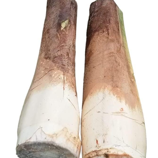 

Promo Umbut Kelapa Fresh Segar Original 1000Gr ( Humbut Kelapa Segar)