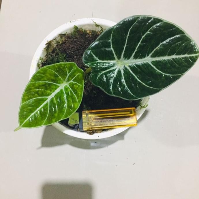 Bibit tanaman hias alocasia black velvet
