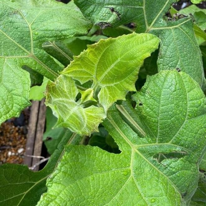 (Promo) Bibit Tanaman Umbi Manis Yacon Yacn Yakon (Smallanthus Sonchifolius) Bestseller