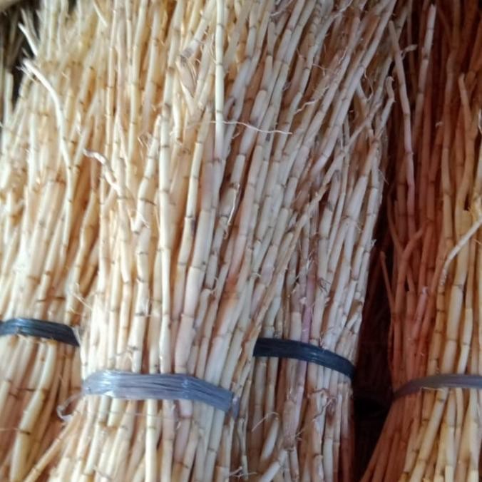 

Tersedia Akar Alang Alang segar 1kg