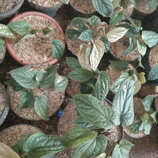 bibit tanaman anthurium sirih/anturium sirih