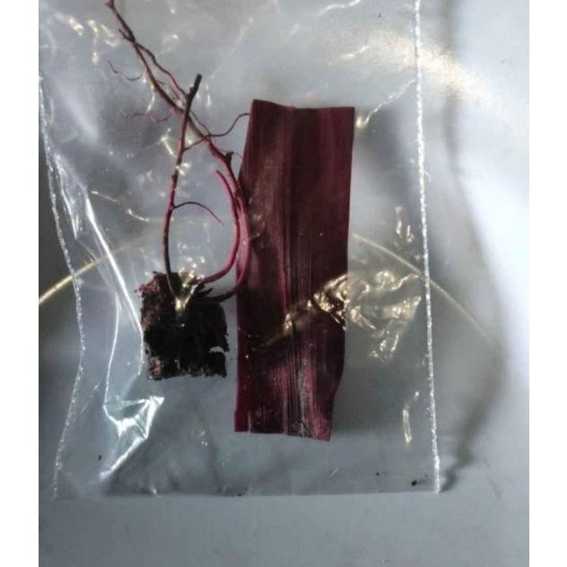 

jerangau merah kalimantan jerangau asli kalimantan kerin uqshbo 3354id