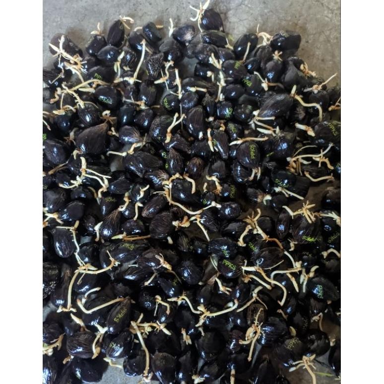 Bibit sawit simalungun