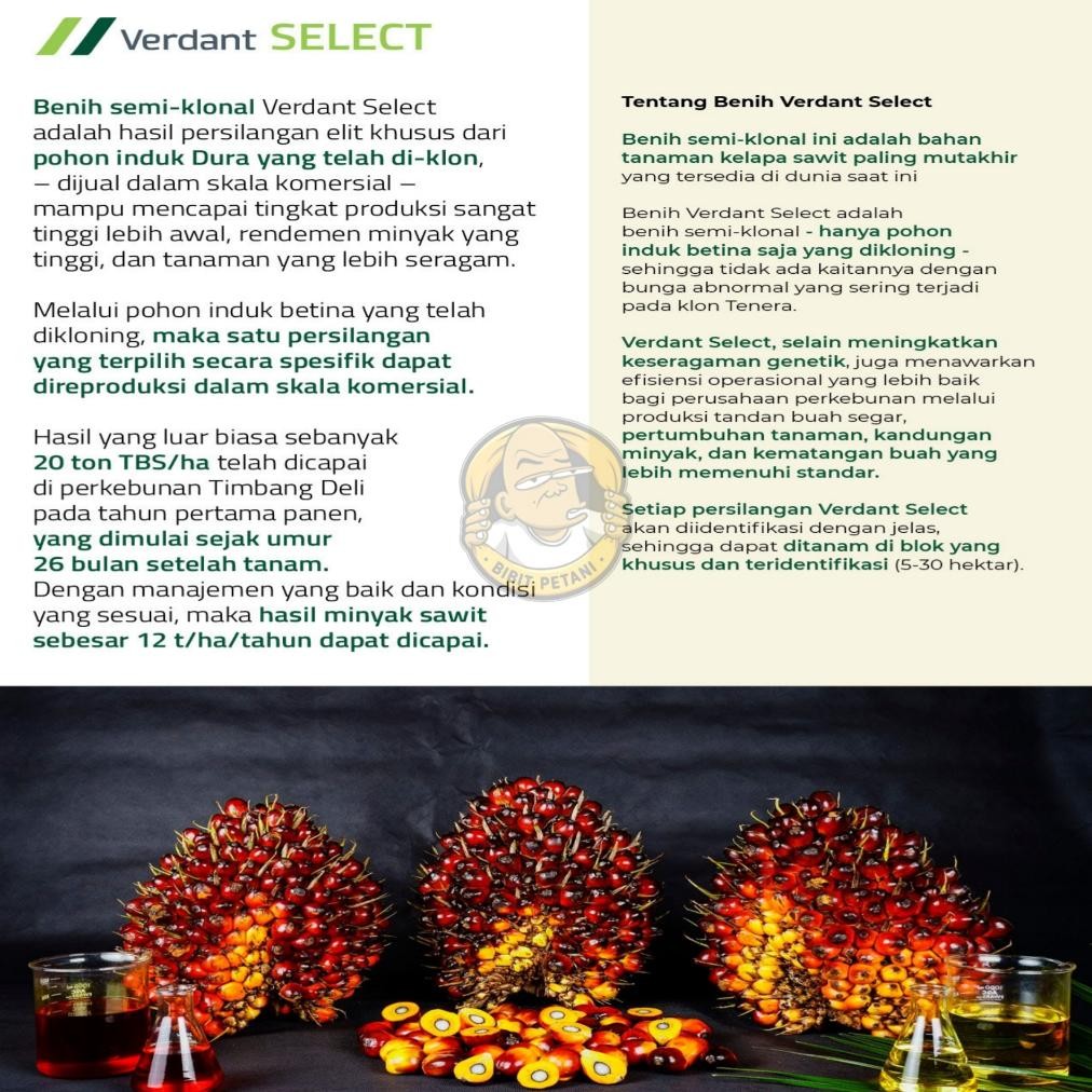 BIBIT KECAMBAH POLONG SAWIT VERDANT SELECT UNGGUL BERSERTIFIKAT TERLARIS BIBIT SAWIT SULTAN VERDANT 