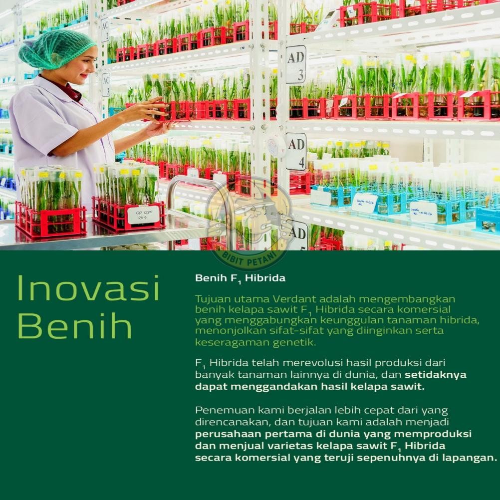 TERLARIS BIBIT POLONG KECAMBAH SAWIT VERDANT SELECT UNGGUL BERSERTIFIKAT BIBIT SAWIT SULTAN VERDANT 