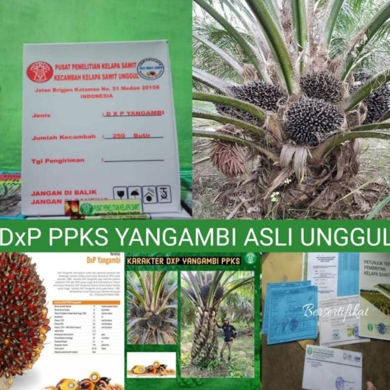 BIBIT SAWIT DXP YANGAMBI UNGGUL ASLI