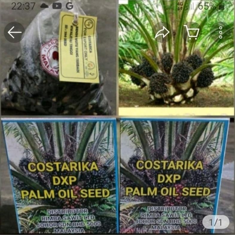 Bibit unggil kecambah sawit COSTARIKA