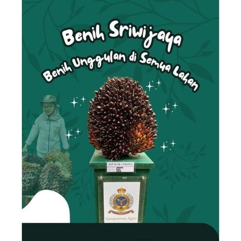 Bibit Benih Kecambah Sawit DXP SRIWIJAYA 6 unggul (250 butir)