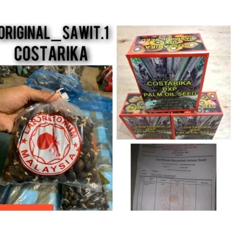 Bibit Benih Kecambah Sawit DXP SPRING COSTARIKA THEMBA (250 butir)