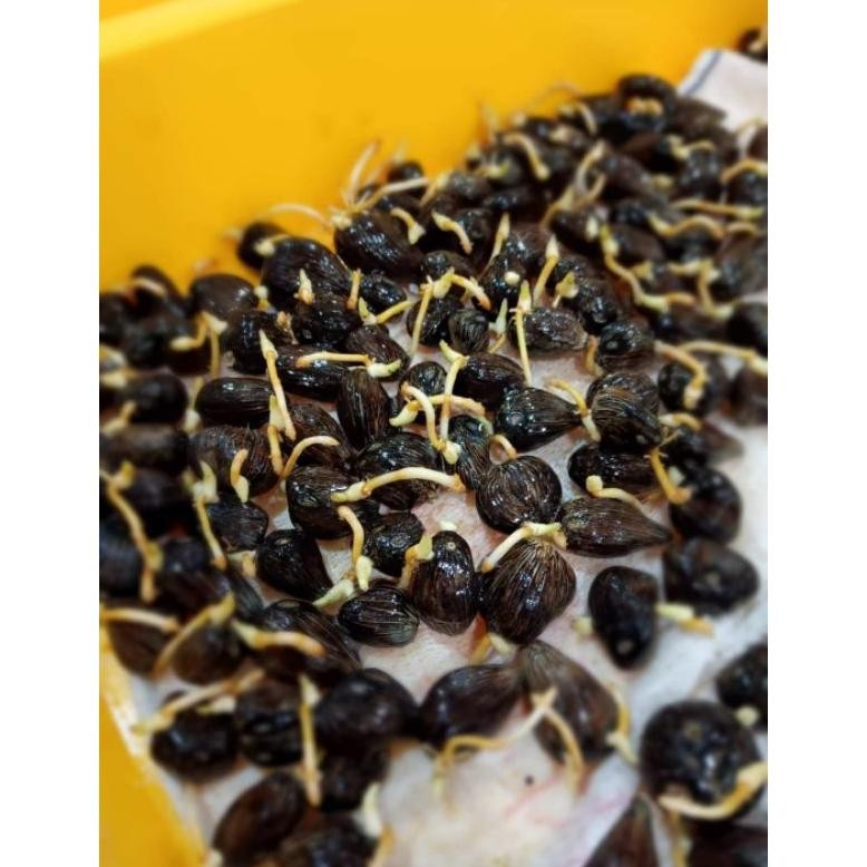 Kecambah sawit DxP Themba unggul bersertifikat isi 250 butir