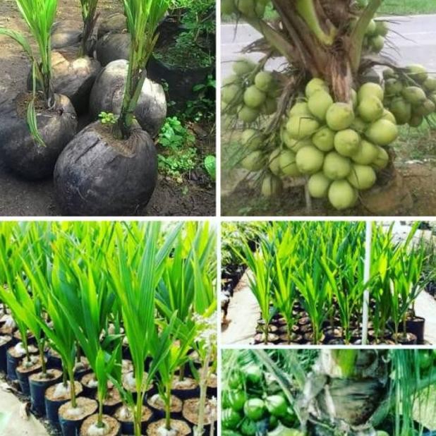 Bibit kelapa nias genjah