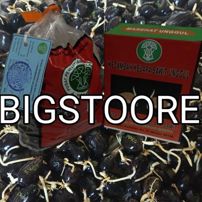 bibit sawit marehat dumpy