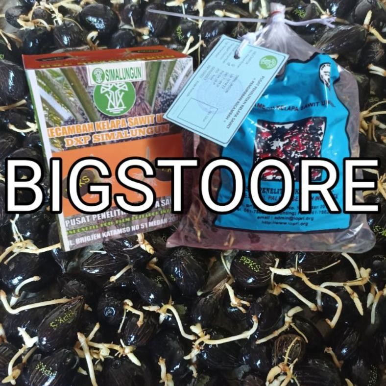 bibit kelapa sawit simalungun