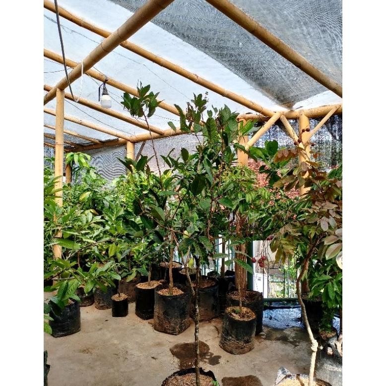 bibit rambutan rapiah,Binjai