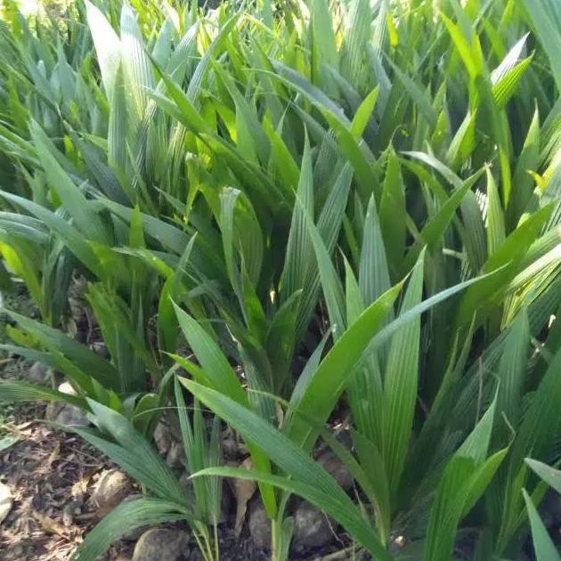 bibit kelapa hibrida // kelapa hibrida hijau super