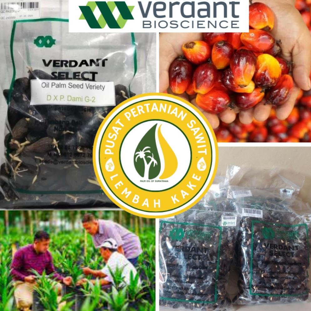 BIBIT POLONG KECAMBAH SAWIT VERDANT SELECT UNGGUL TERLARIS BIBIT SAWIT SULTAN VERDANT SELECT ASLI