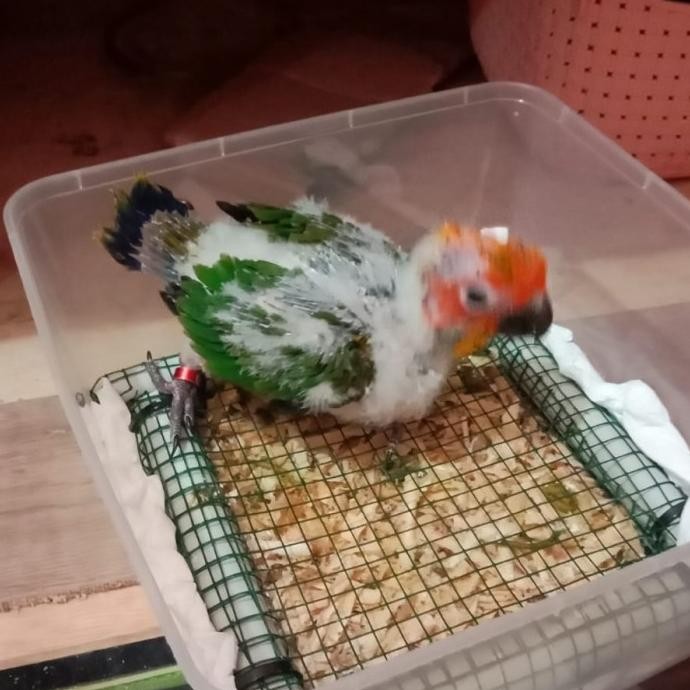 Baby Sun Conure Burung Sun Conure SC