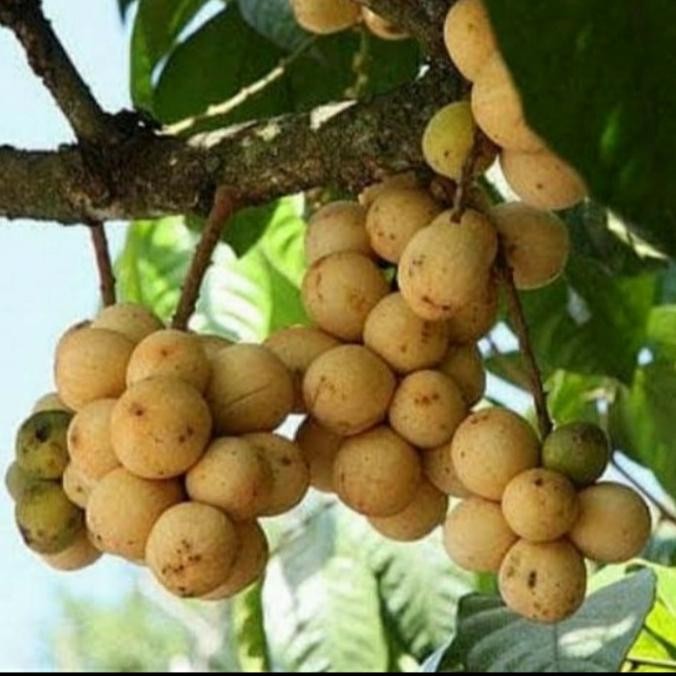 BIBIT TANAMAN BUAH LANGSAT TANPA BIJI/ BIBIT LANGSAT/ BIBIT LANGSEP BARANG SUPER