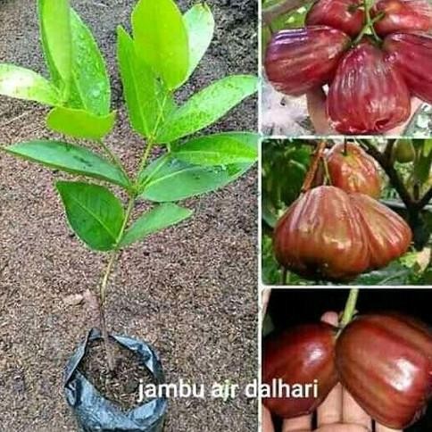 Jambu Air Dalhari - Tanaman Buah Jambu Air Dalhari BARANG SUPER