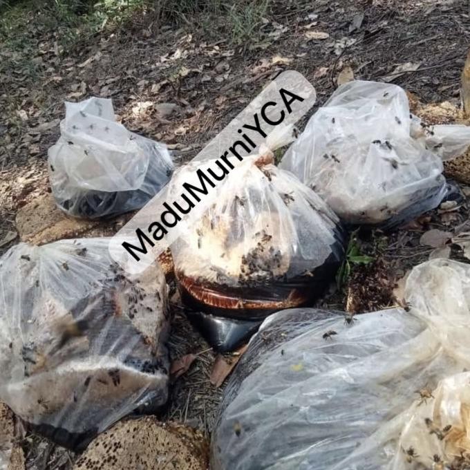 

Madu Sialang Nektar Akasia 1Kg Terlaris