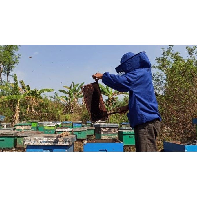 

Madu Asli Murni Multiflora 1 Liter Raw Pure Honey| Rumah Madu Pacet Terbaru