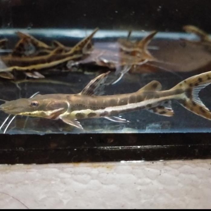 Terlaris Hiasan Aquarium Ikan Tiger Catfish Tsn Tankmate Ikan Hias Ikan Predato
