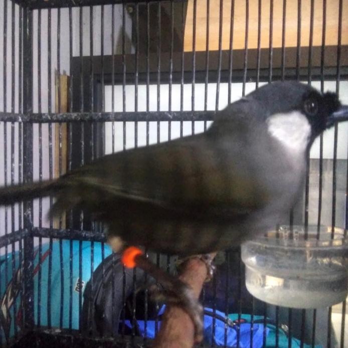 ready poksay hongkong pipi putih gacoran